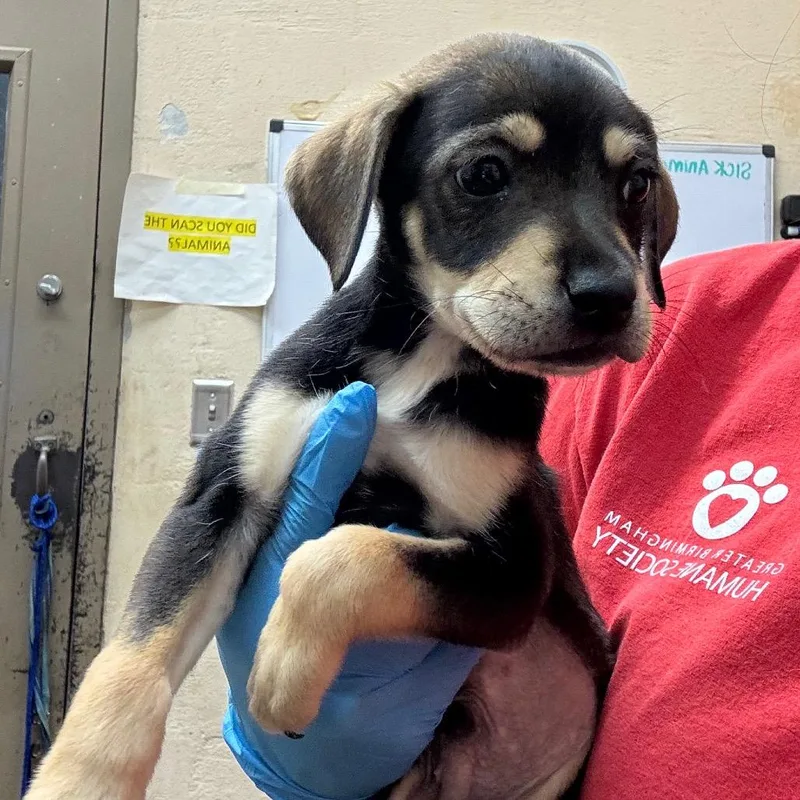 A baby small-sized male Black Shepherd dog named Duey for adoption in Birmingham, AL