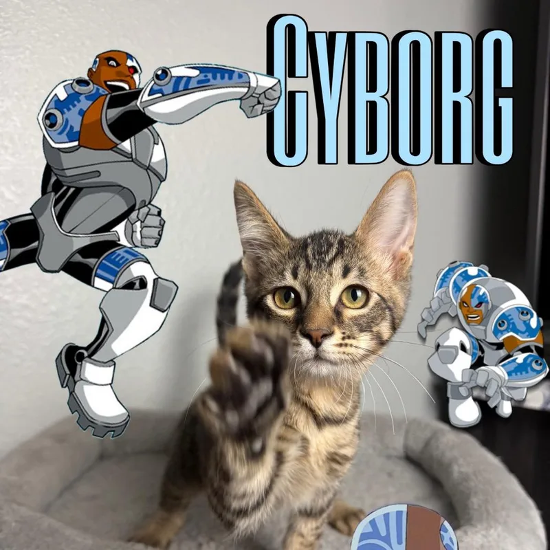 A baby small-sized male Brown / Chocolate Domestic Short Hair cat named Cyborg for adoption in League City, TX