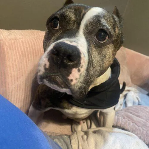 A young medium-sized female Brindle American Bulldog dog named Confetti for adoption in Sanford, NC