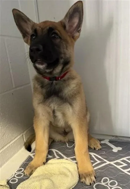 A baby small-sized male German Shepherd Dog dog named Hughie for adoption in Sacramento, CA