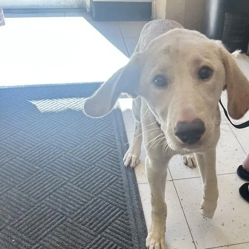 A baby medium-sized male White / Cream Mixed Breed dog named K.K. Slider for adoption in Davenport, IA