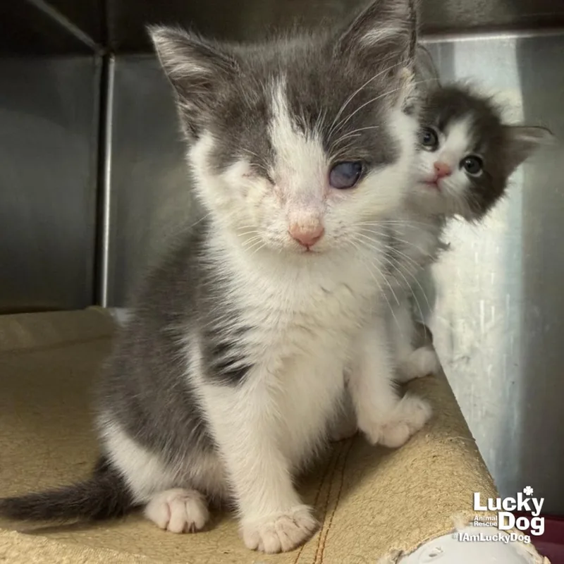 A baby medium-sized female Gray & White Domestic Short Hair cat named Little Apricot for adoption in Washington, DC