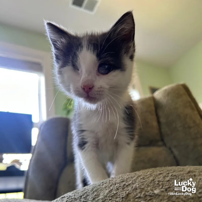 Little Apricot thumbnail 3