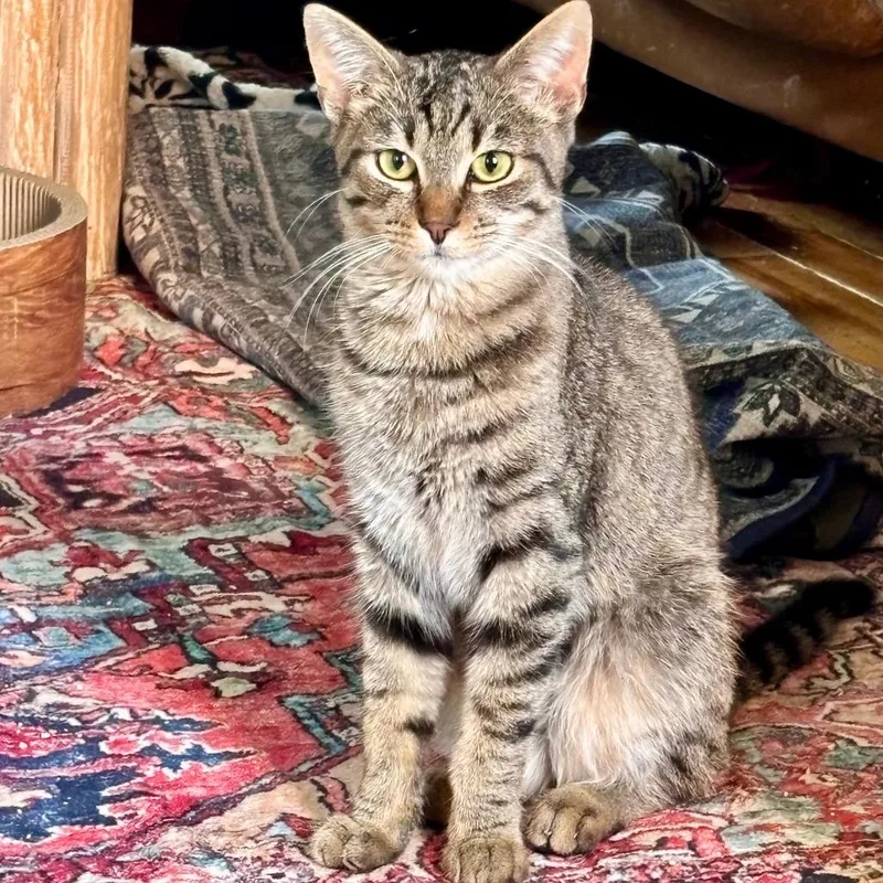 A young small-sized male Tabby (Brown / Chocolate) Domestic Short Hair cat named Planet for adoption in Evanston, IL