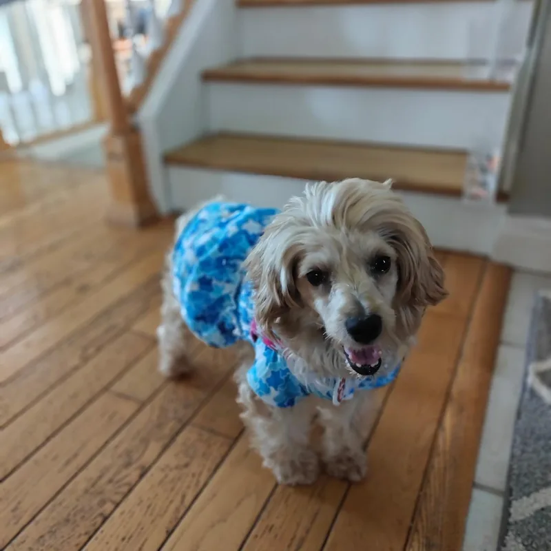 Abby thumbnail 2