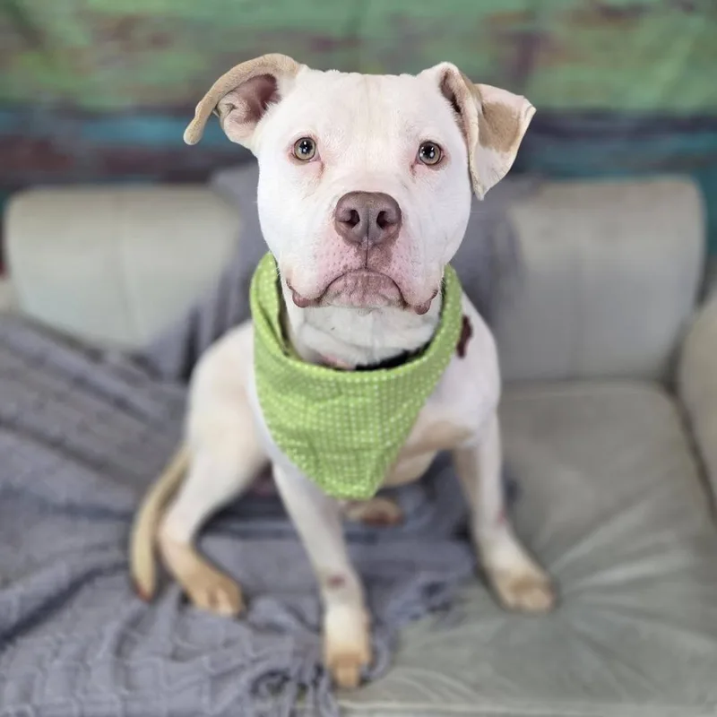 An adult medium-sized male White / Cream Pit Bull Terrier dog named Bran for adoption in East Saint Louis, IL