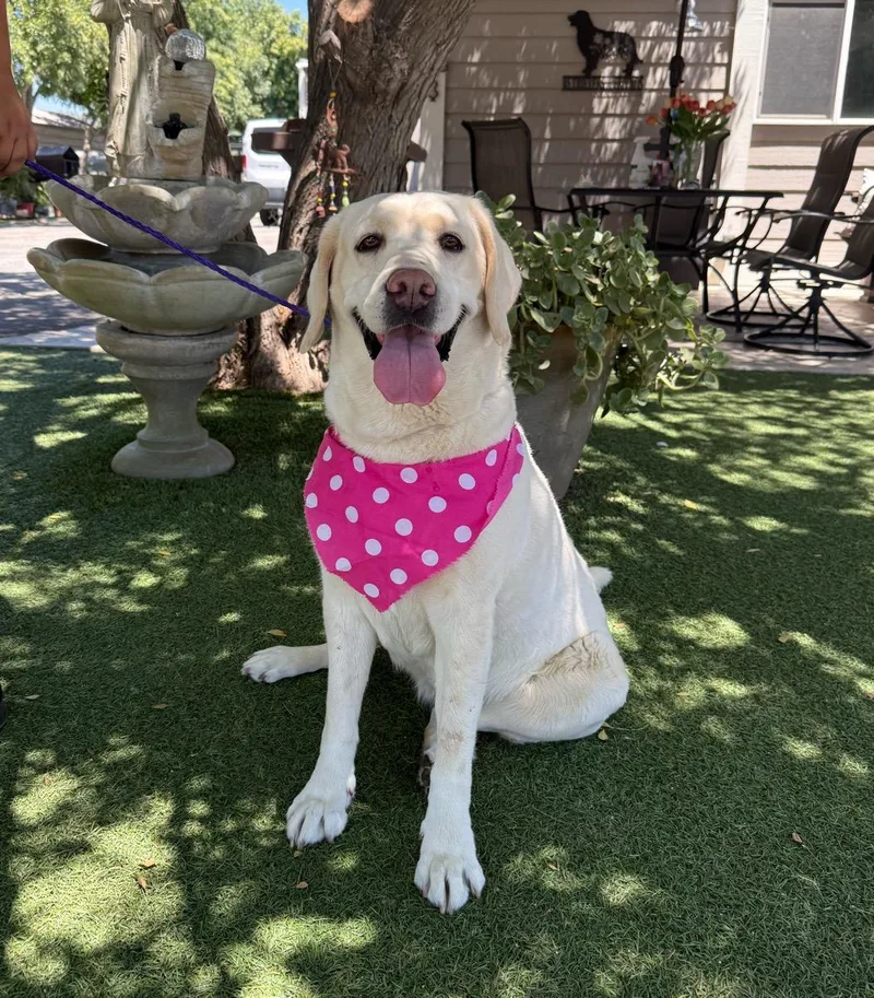 An adult medium-sized female Yellow / Tan / Blond / Fawn Labrador Retriever dog named Luna for adoption in Temecula, CA