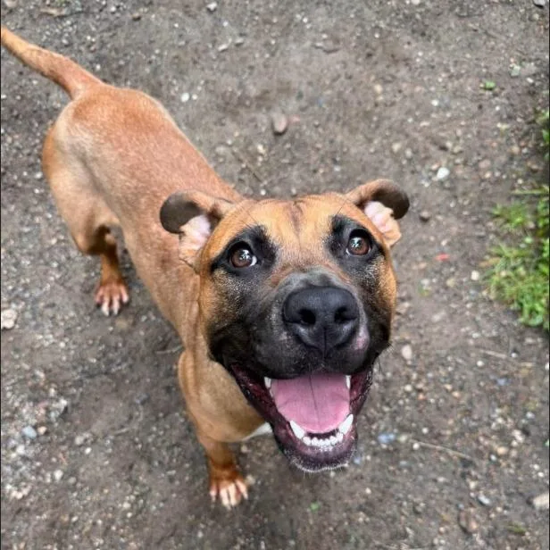 A young medium-sized female Pit Bull Terrier dog named Nevaeh for adoption in Pottsville, PA