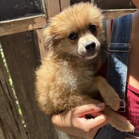 A baby small-sized male Brown / Chocolate Pomeranian dog named Mort for adoption in Sonoma, CA