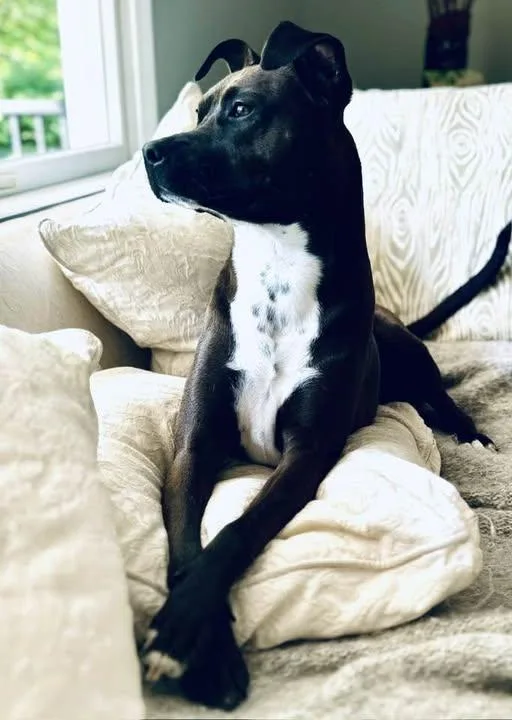 A young medium-sized female Staffordshire Bull Terrier dog named Winnie for adoption in New York, NY