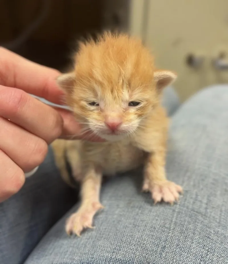 A baby small-sized male Tabby (Orange / Red) Domestic Short Hair cat named George for adoption in Bemidji, MN