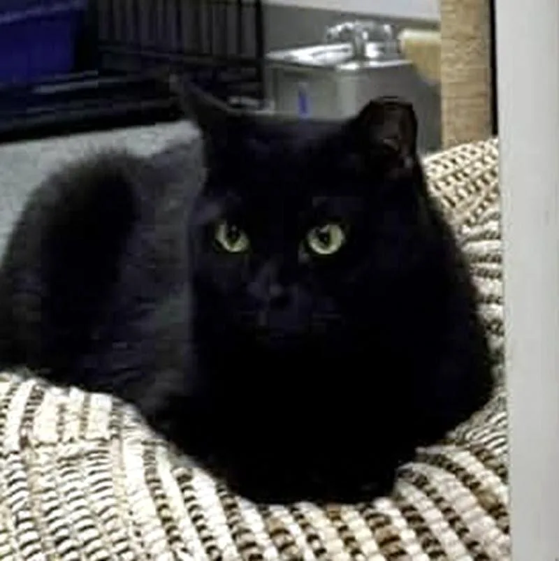 Yuki thumbnail 3