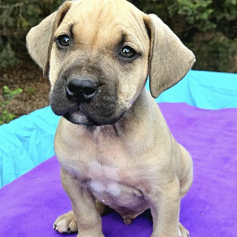 A baby large-sized male Yellow / Tan / Blond / Fawn Mixed Breed dog named Pomelo for adoption in Pelham, NH