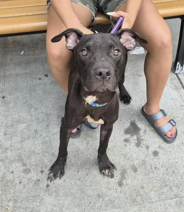 A young medium-sized male Mixed Breed dog named Brooklyn for adoption in New York, NY