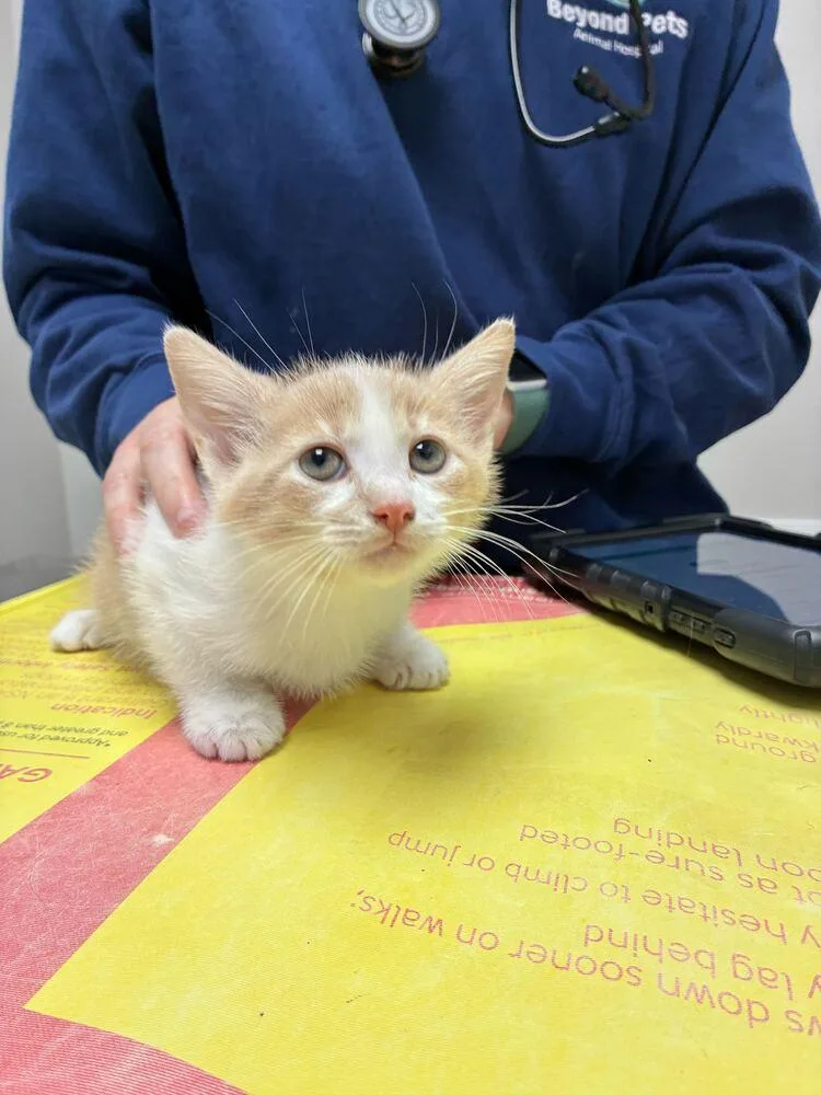 A baby small-sized male Domestic Short Hair cat named Rory for adoption in Marietta, GA
