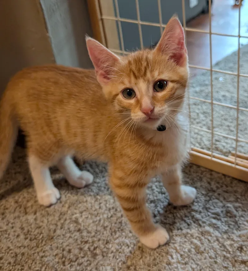 A baby medium-sized male Domestic Short Hair cat named Butternut for adoption in Wadsworth, OH