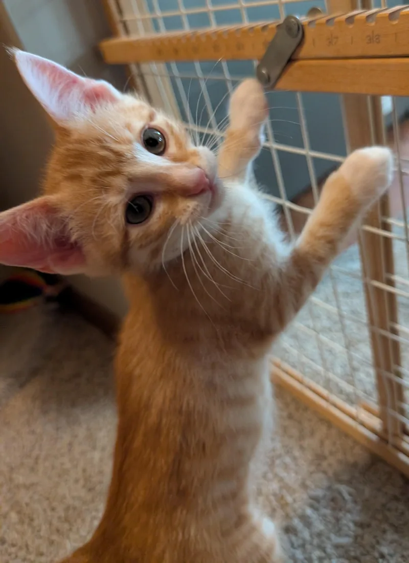 Butternut thumbnail 2