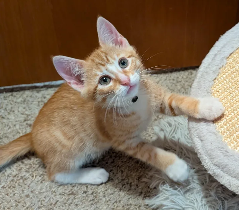 Butternut thumbnail 3