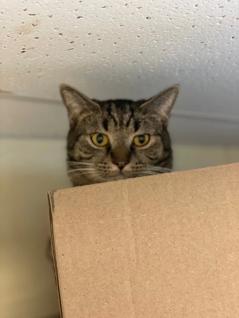 Vesuvius thumbnail 2