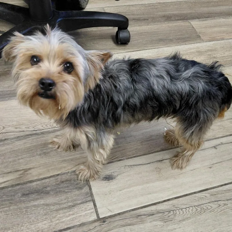 A young small-sized male Gray / Blue / Silver Yorkshire Terrier dog named Chewie for adoption in Henderson, KY