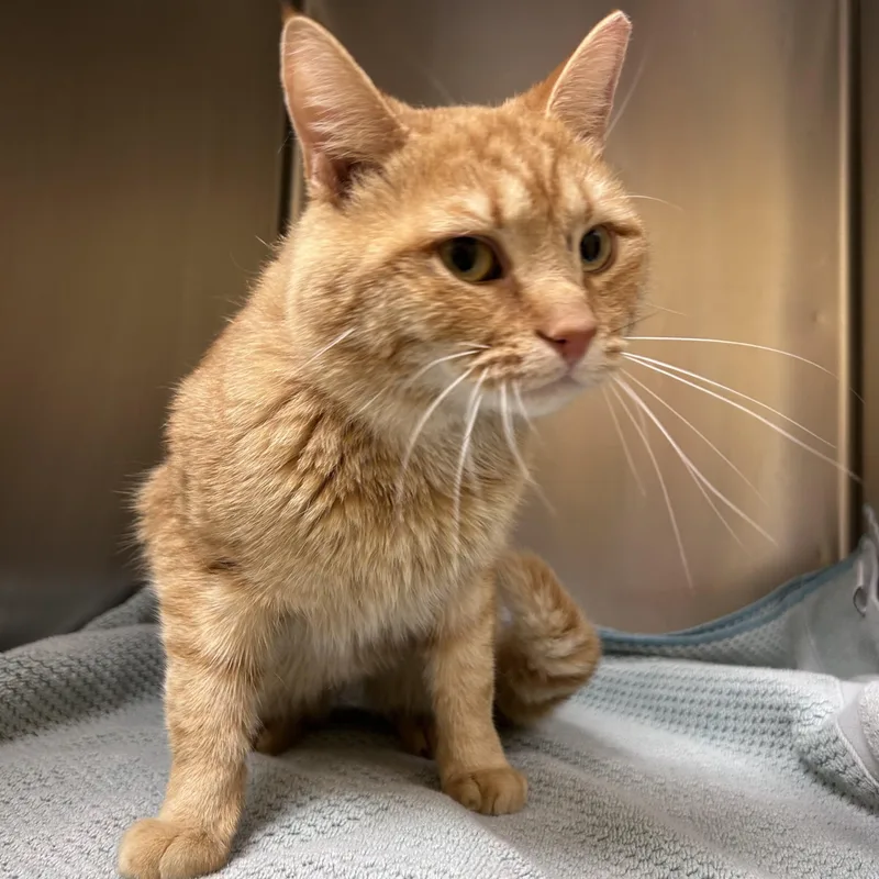 Babycheeks thumbnail 2