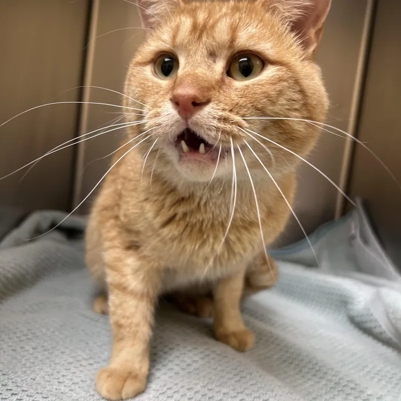 Babycheeks thumbnail 3