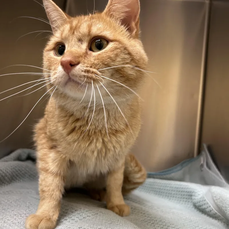 Babycheeks thumbnail 4