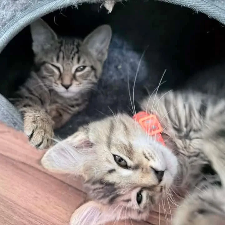 A baby medium-sized female Tabby (Brown / Chocolate) Domestic Short Hair cat named Oriole for adoption in Kentwood, MI