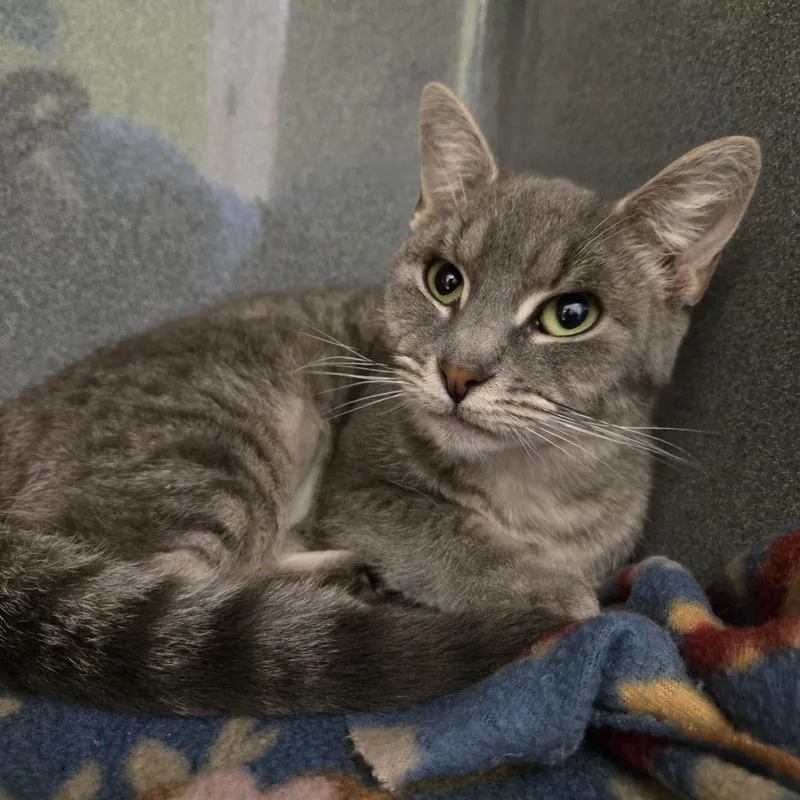 A young small-sized female Tabby (Gray / Blue / Silver) Domestic Short Hair cat named Squirrel for adoption in Paris, ME