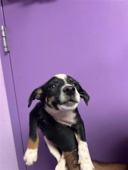 A baby small-sized male Brown / Chocolate Mixed Breed dog named 61384005 for adoption in El Paso, TX