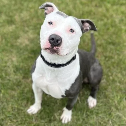 A young large-sized male Mixed Breed dog named Chaos for adoption in Janesville, WI