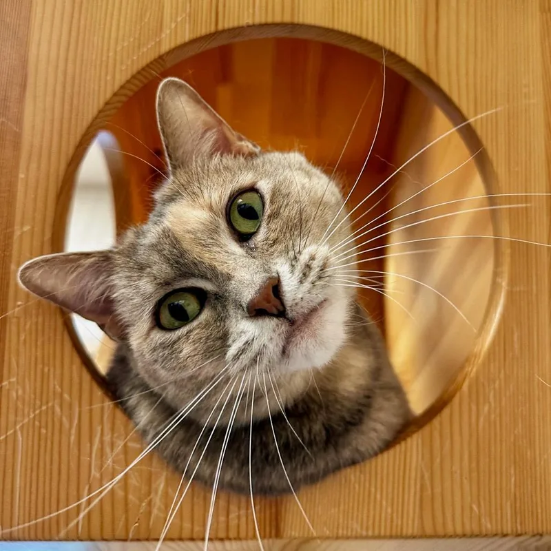 An adult large-sized female Calico Domestic Short Hair cat named Stella for adoption in Franklin, TN