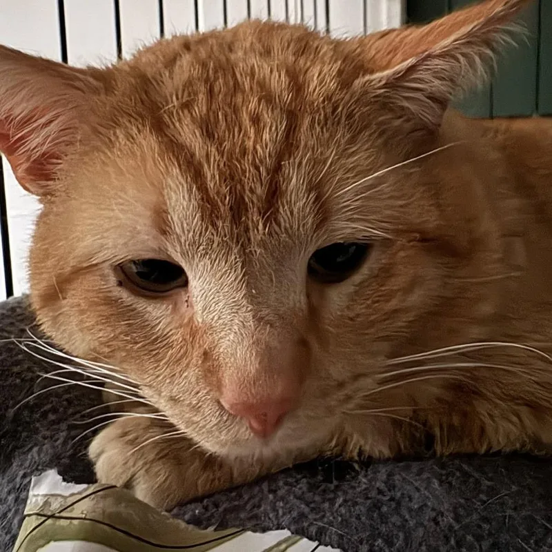 An adult small-sized male Orange / Red Domestic Short Hair cat named Blaze for adoption in Johnstown, PA