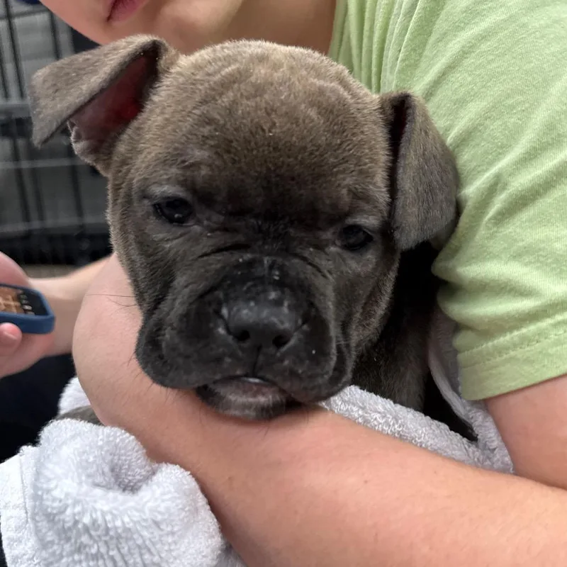 A baby medium-sized male Brown / Chocolate Mixed Breed dog named Mocha for adoption in DeKalb, IL