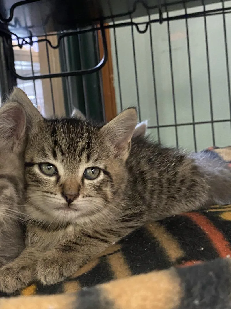A young medium-sized male Domestic Short Hair cat named Finch for adoption in Cortland, NY