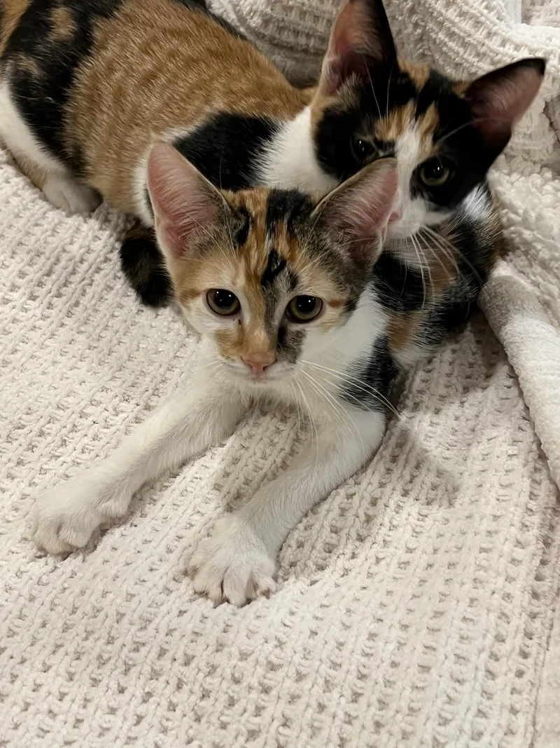 A baby medium-sized female Calico Domestic Short Hair cat named Patches and Dottie for adoption in Seattle, WA