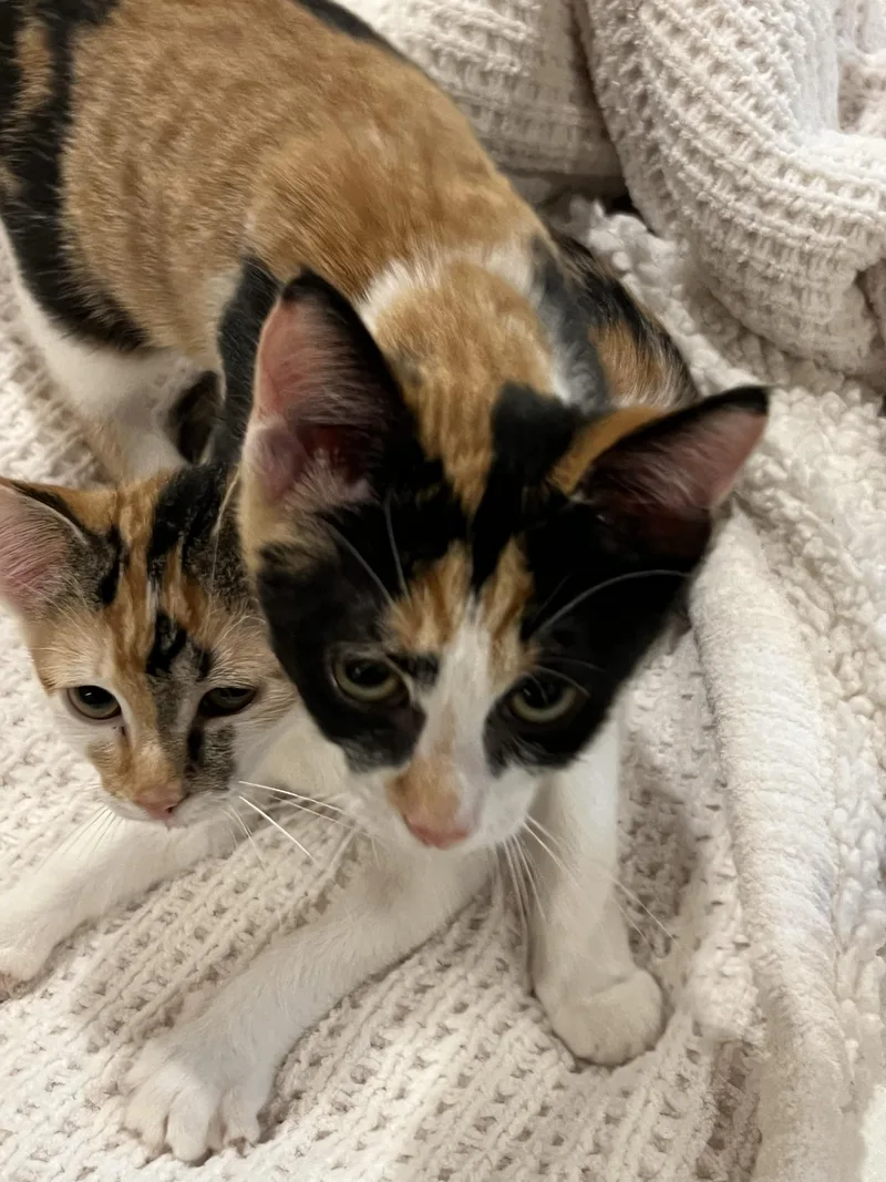 Patches and Dottie thumbnail 2