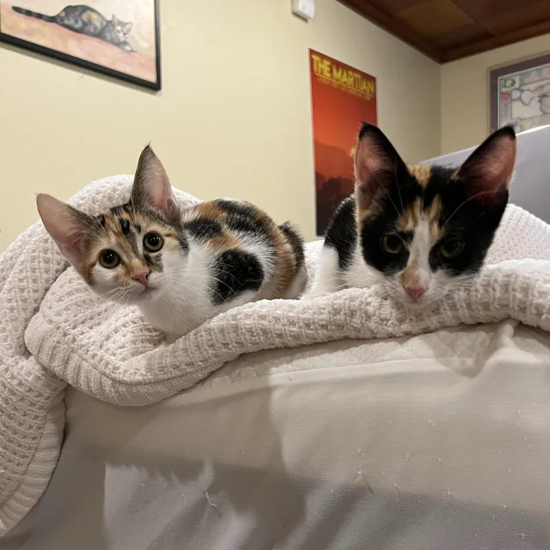 Patches and Dottie thumbnail 5