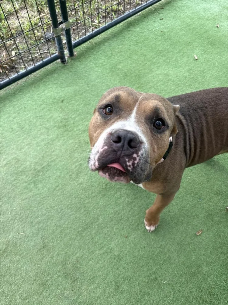 An adult medium-sized male Tricolor (Brown, Black, & White) American Bulldog dog named Yukon for adoption in Lakeland, FL