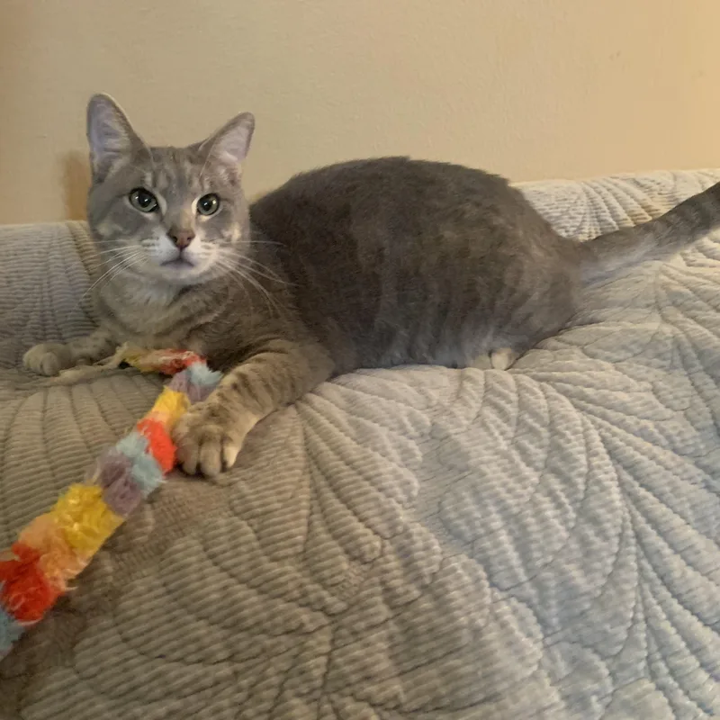 Tater Tot thumbnail 2