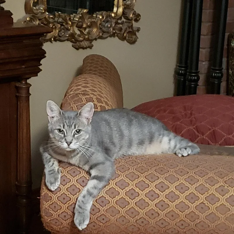 Tater Tot thumbnail 3