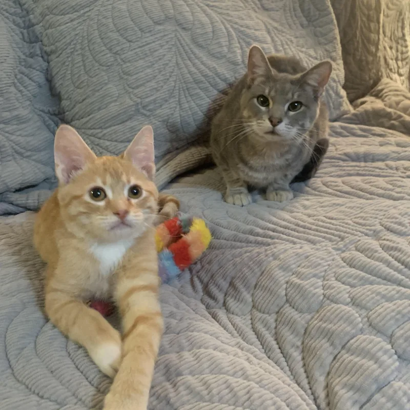 Tater Tot thumbnail 4