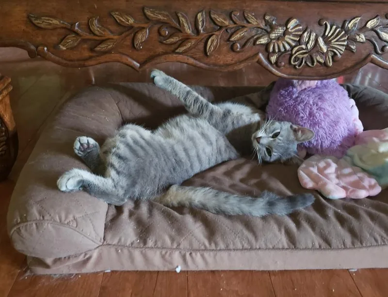 Tater Tot thumbnail 5