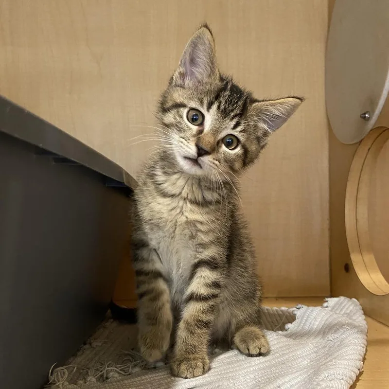 A baby small-sized male Brown / Chocolate Domestic Short Hair cat named Tuna for adoption in Washington Township, OH