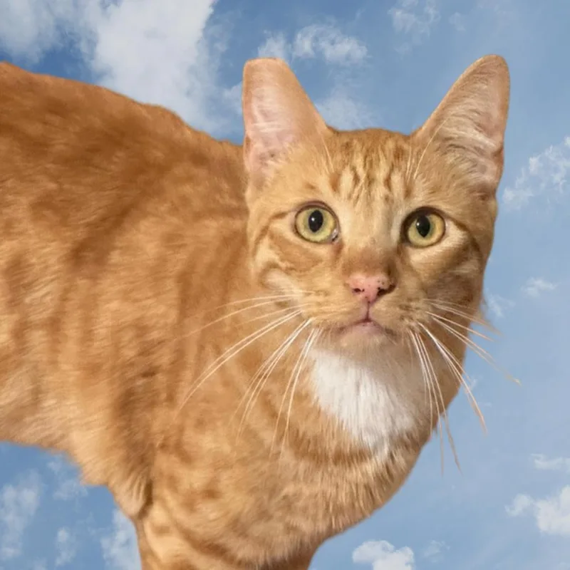 An adult medium-sized male Orange / Red Domestic Short Hair cat named Newt for adoption in Los Angeles, CA