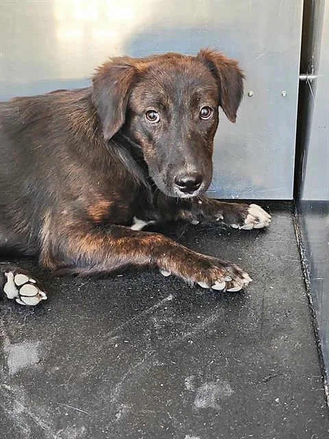 A young small-sized female Terrier dog named Fizzy for adoption in San Antonio, TX