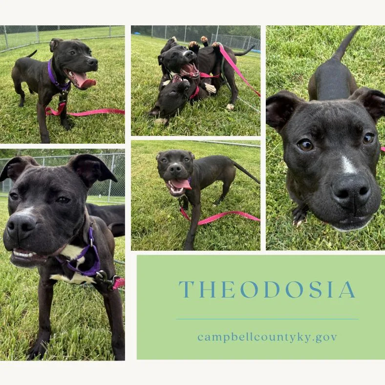 A young small-sized female Black Mixed Breed dog named Theodosia for adoption in Melbourne, KY