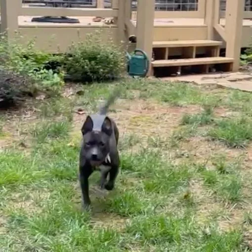 An adult medium-sized female Black Terrier dog named Alpharetta  Koko for adoption in Blairsville, GA