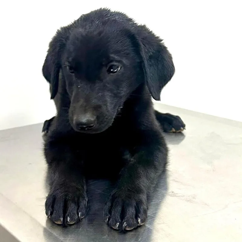 A baby small-sized female Black Mixed Breed dog named Padme for adoption in Long Island City, NY