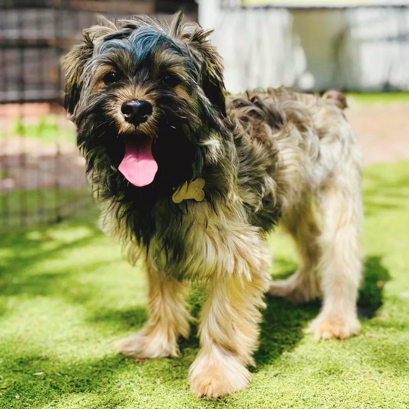 A baby small-sized male Black Yorkshire Terrier dog named Yoshito for adoption in Beverly Hills, CA